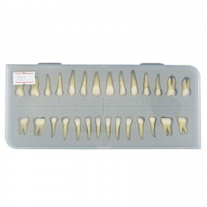 Garnitura dinti inlocuibili pentru model practica